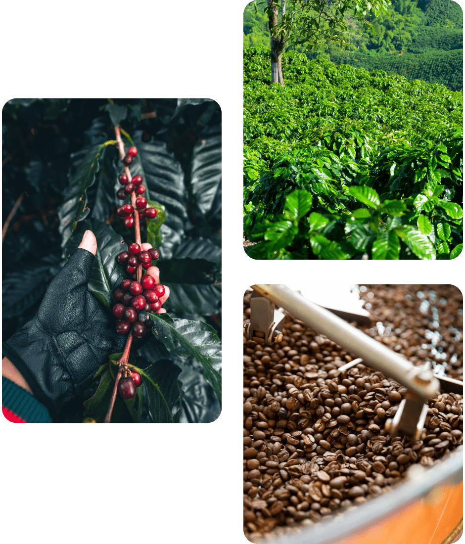 Cultivo, cosecha y tostado de café